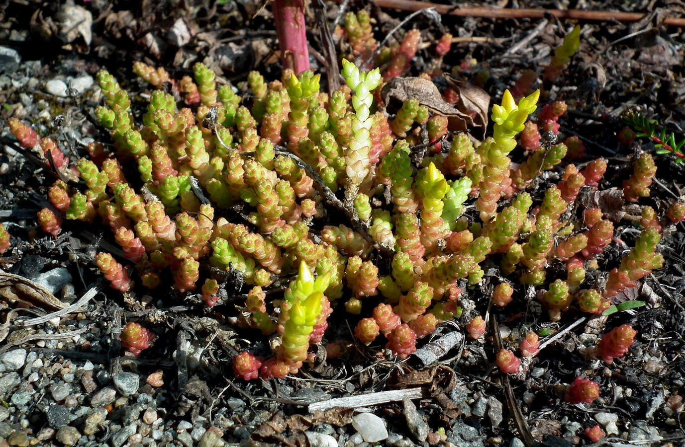 Image of Sedum acre specimen.