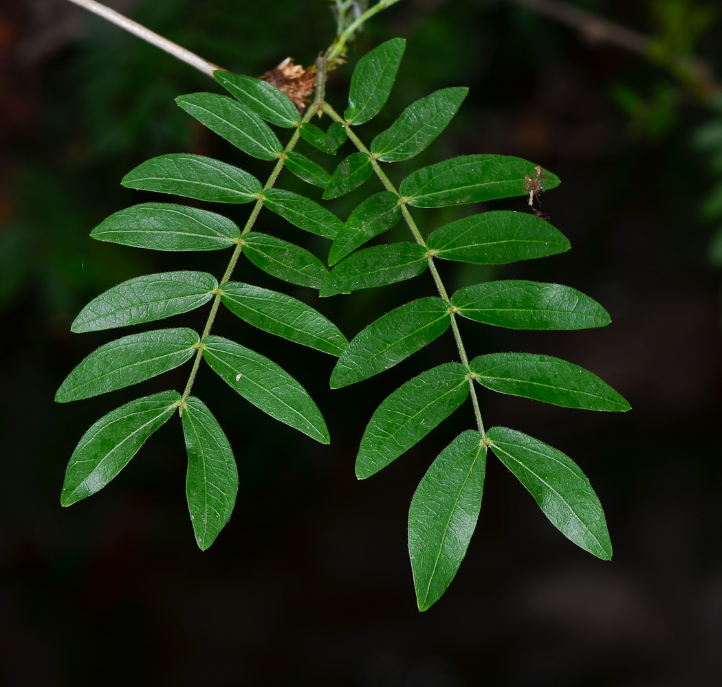 Изображение особи Calliandra haematocephala.