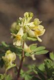 Corydalis bracteata. Верхушка цветущего растения. Мурманск, МГГУ, в культуре. 19.05.2014.