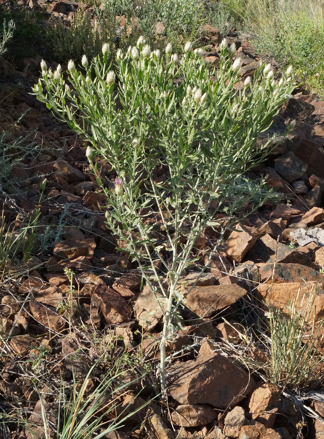 Image of Acroptilon repens specimen.