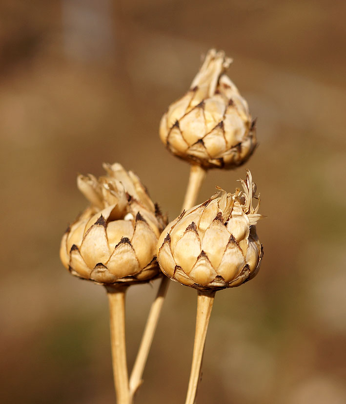 Image of Centaurea adpressa specimen.