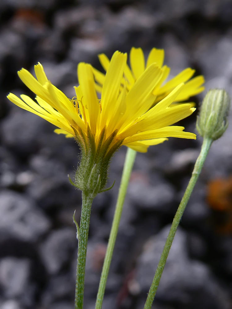 Изображение особи Crepis tectorum.