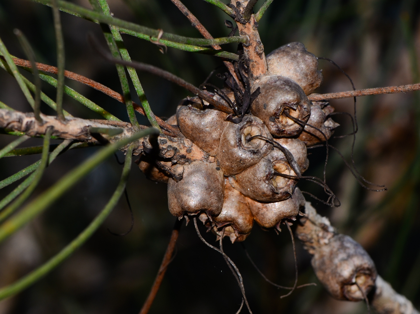 Image of Calothamnus gilesii specimen.