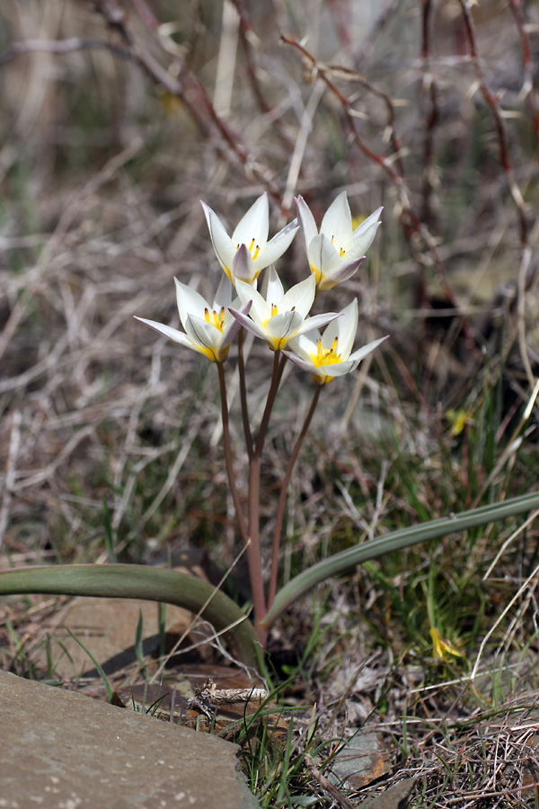 Image of Tulipa orthopoda specimen.