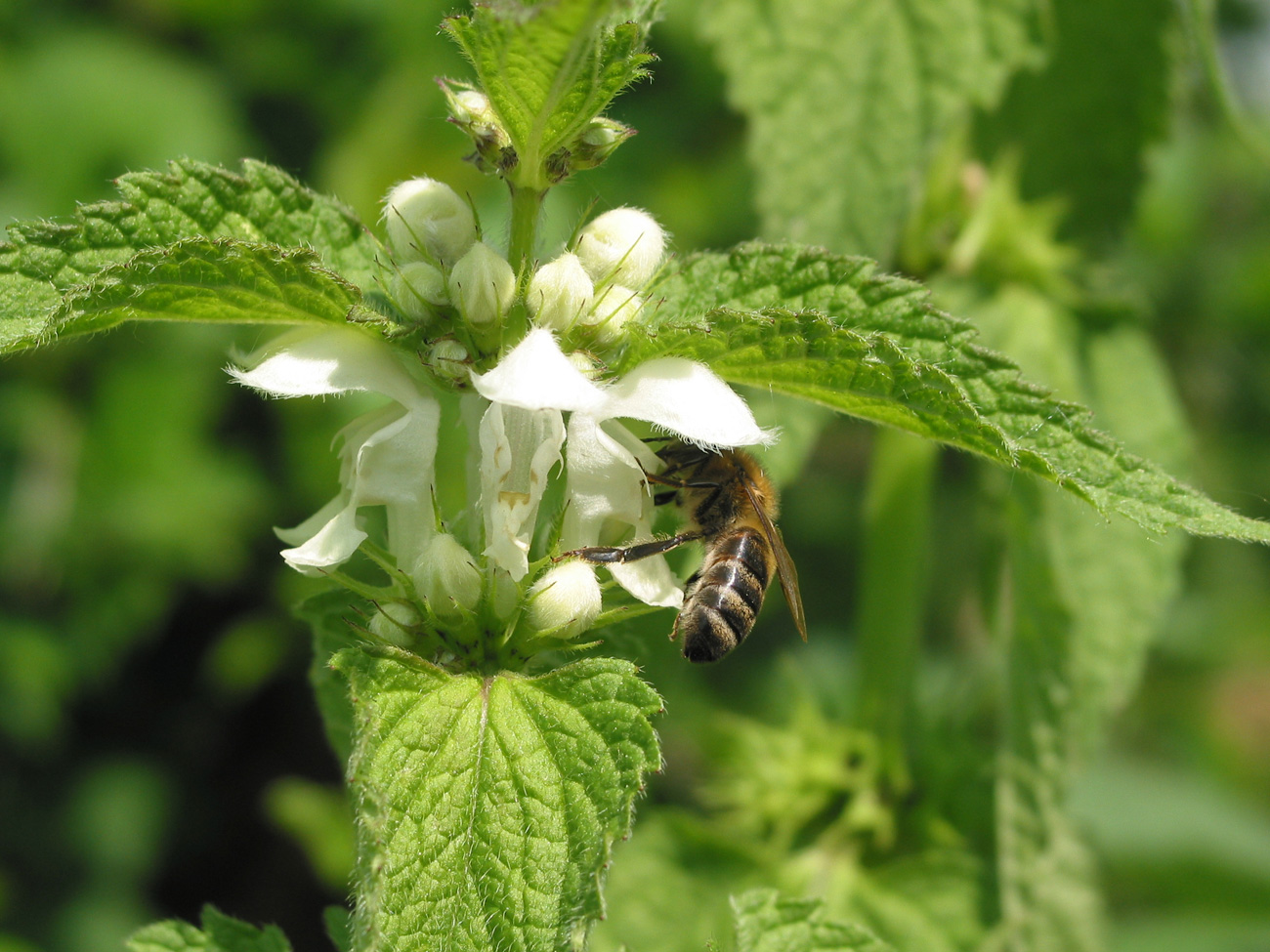 Image of Lamium album specimen.