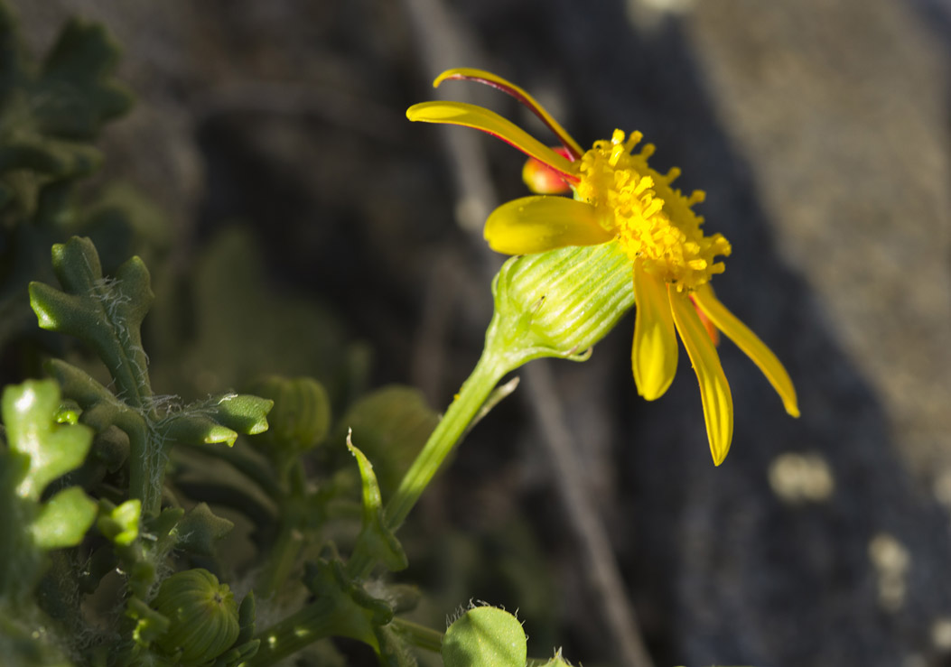 Image of Senecio leucanthemifolius specimen.