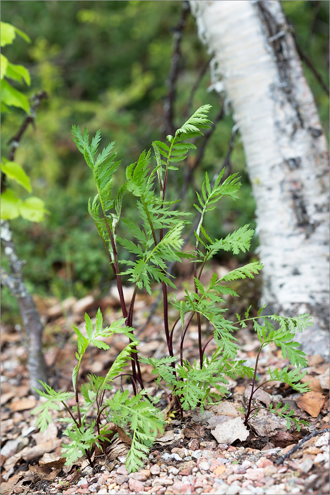 Image of Tanacetum vulgare specimen.