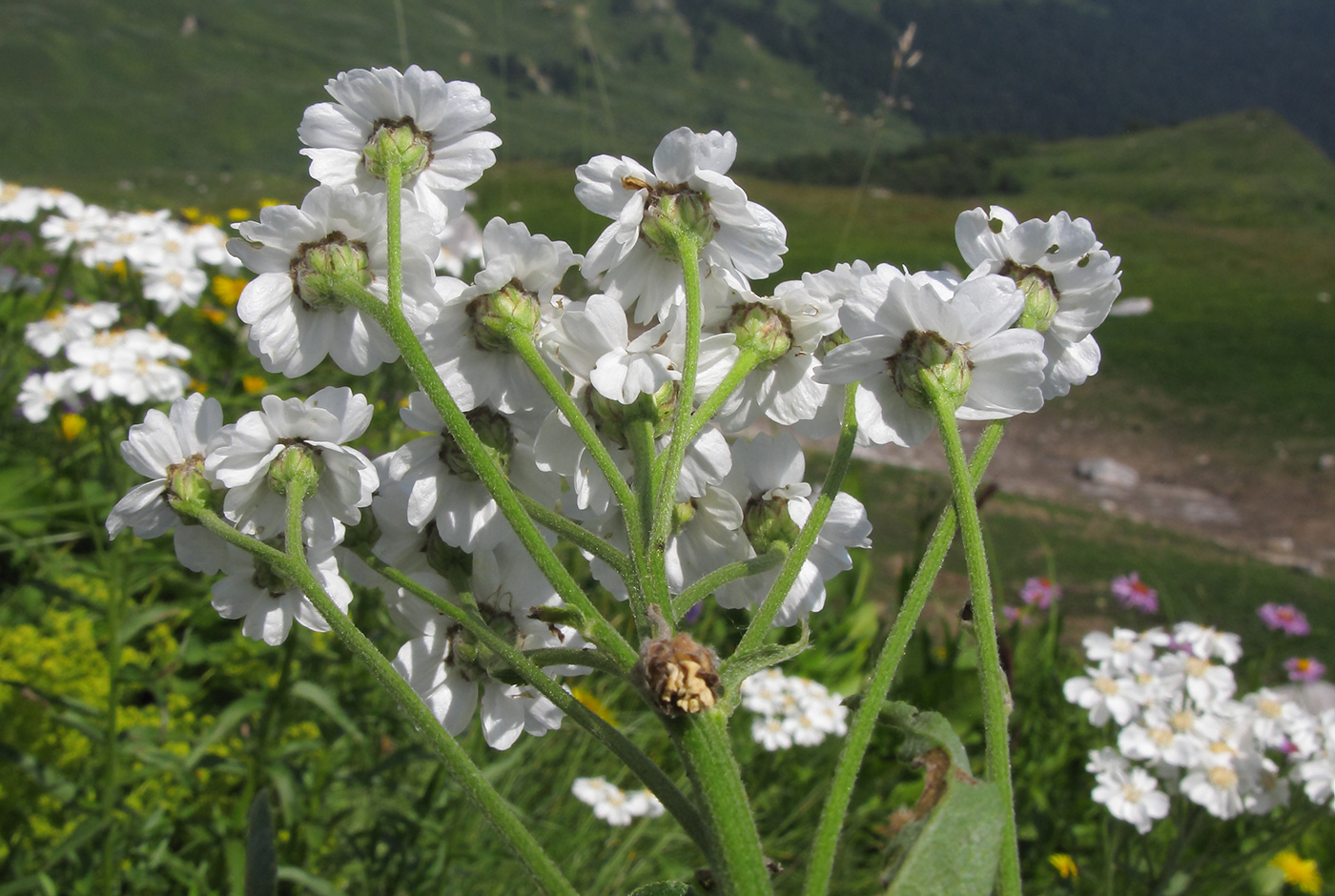 Image of Achillea biserrata specimen.