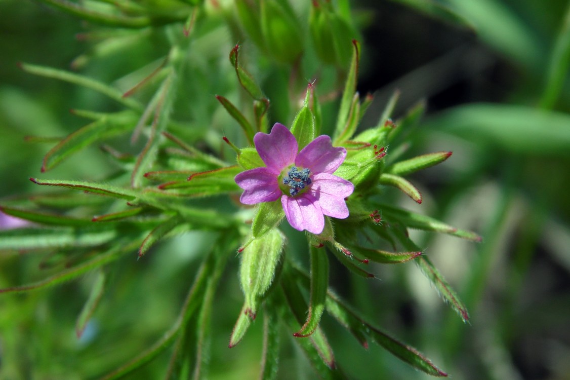 Image of Geranium dissectum specimen.