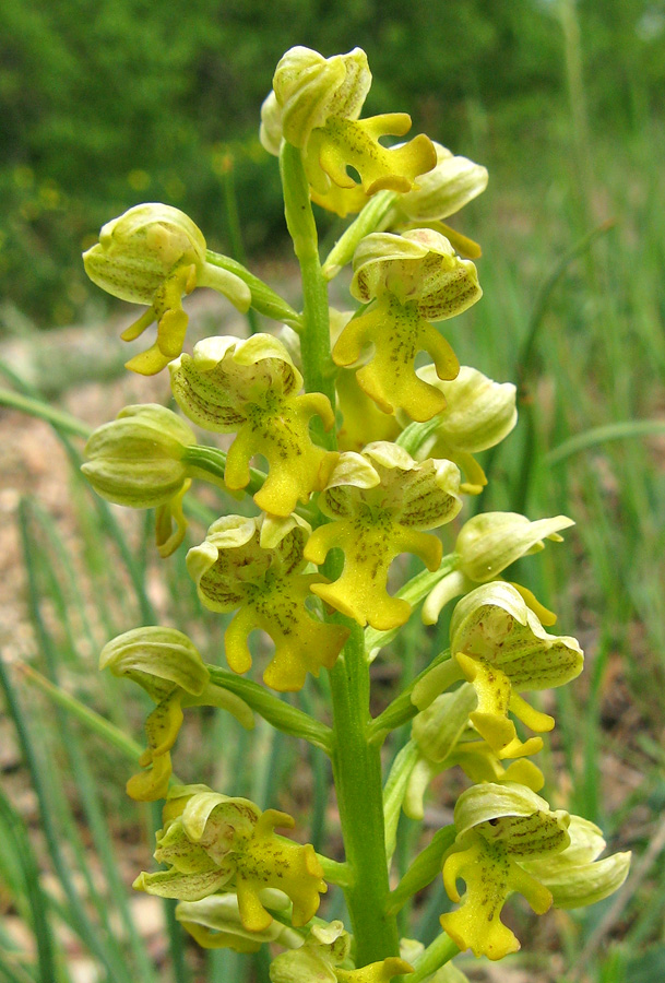 Image of Orchis punctulata specimen.