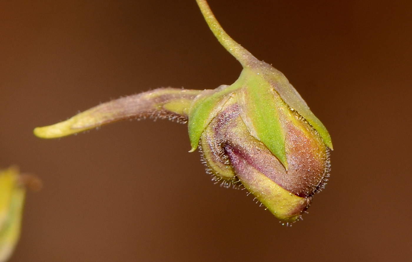 Image of Kickxia scoparia specimen.