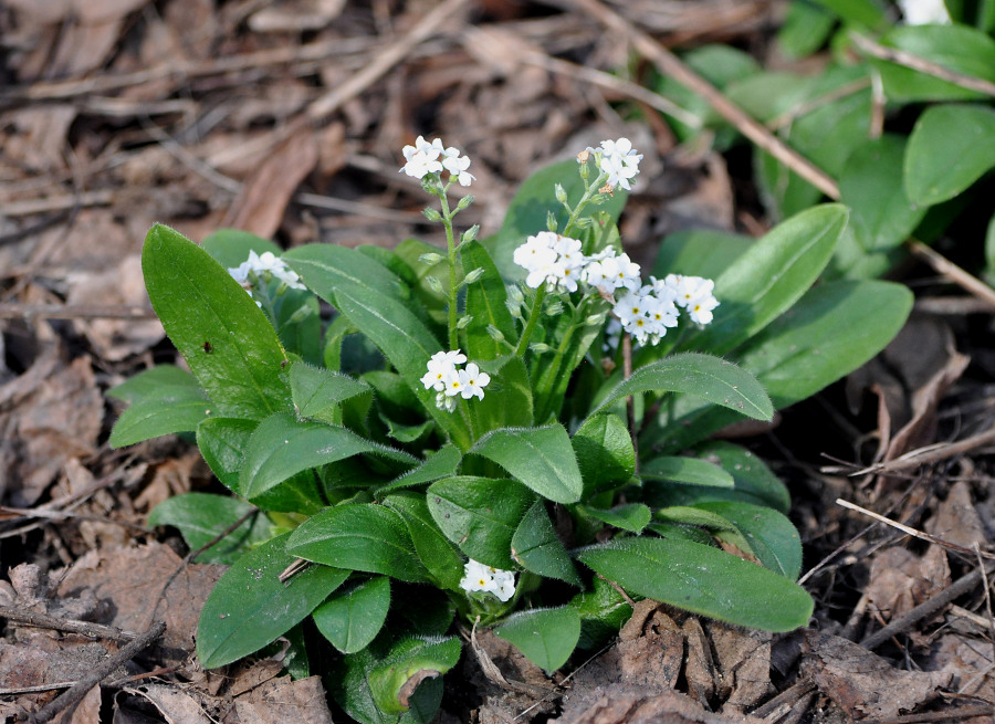 Image of genus Myosotis specimen.