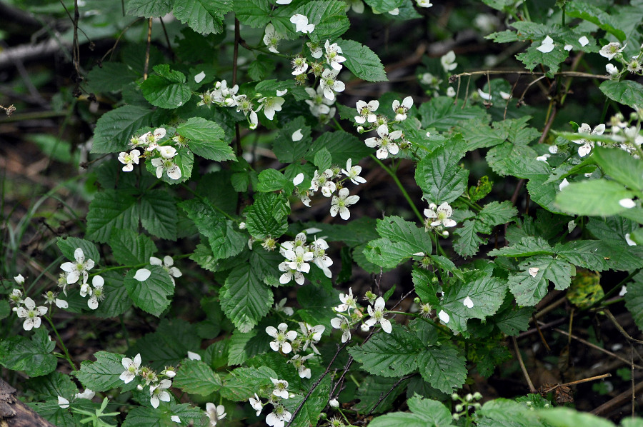 Image of Rubus nessensis specimen.