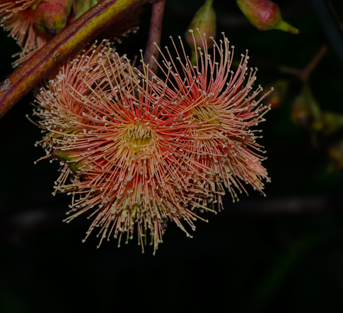 Image of genus Eucalyptus specimen.