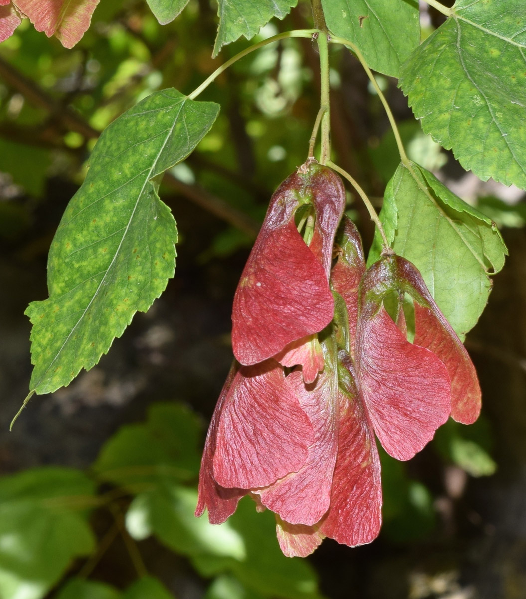 Image of Acer tataricum specimen.