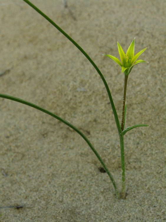 Image of genus Gagea specimen.