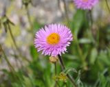 Erigeron venustus. Соцветие. Северная Осетия, Ирафский р-н, долина р. Гебидон, ≈ 2500 м н.у.м., альпийский луг. 07.07.2016.