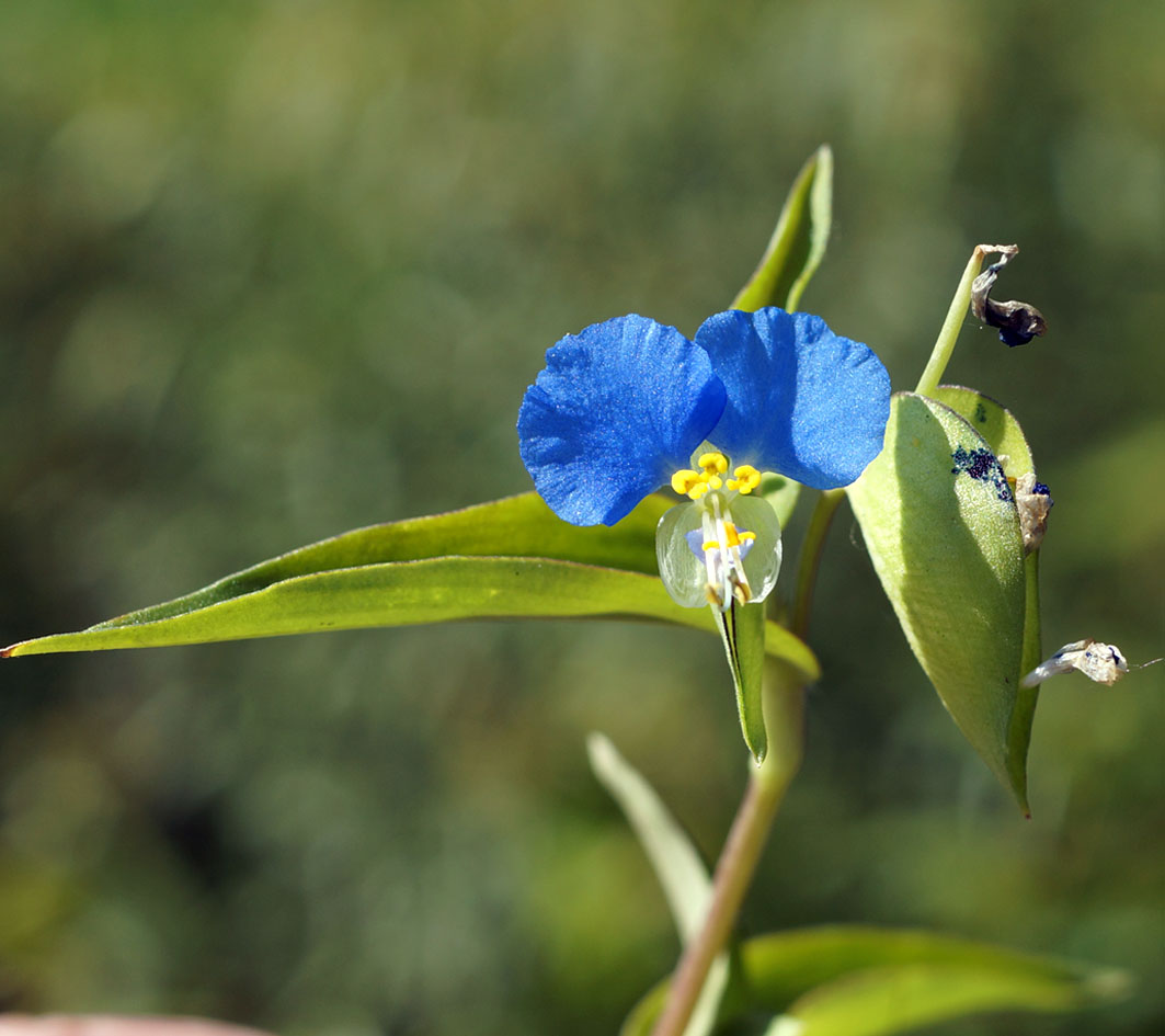 Image of Commelina communis specimen.