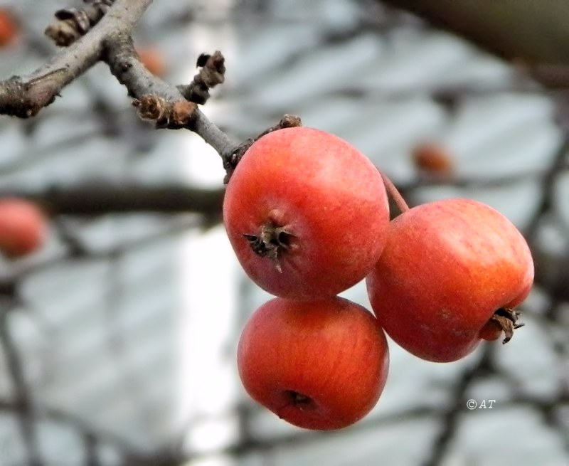 Image of genus Malus specimen.