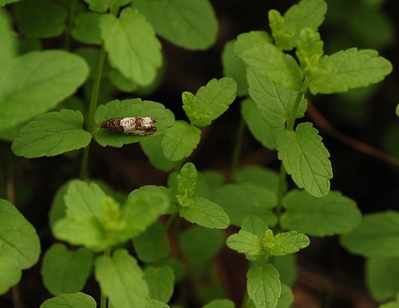 Image of Scutellaria strigillosa specimen.