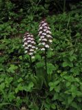 Orchis purpurea. Цветущие растения. ФРГ, земля Северный Рейн-Вестфалия, р-н Ойскирхен, окр. г. Бад-Мюнстерайфель, у края кустарниковых зарослей. 30 мая 2010 г.