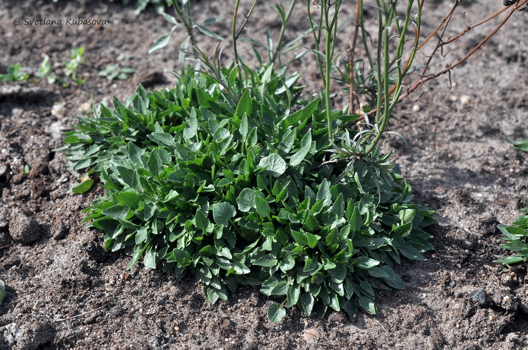 Image of Campanula rotundifolia specimen.