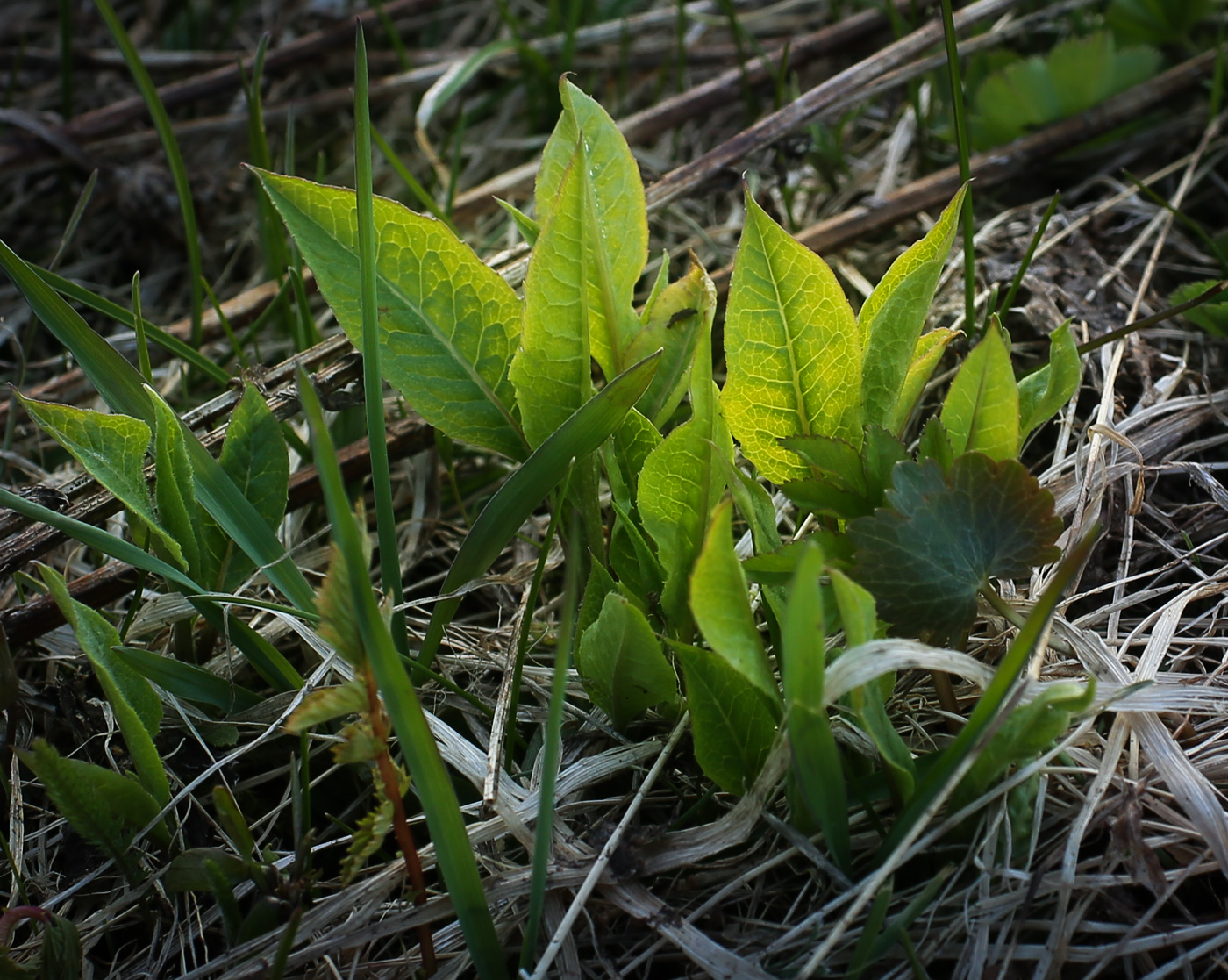 Image of Cirsium oleraceum specimen.