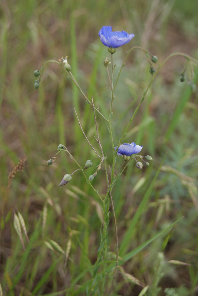 Image of Linum austriacum specimen.