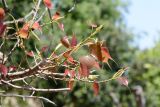 Ficus religiosa