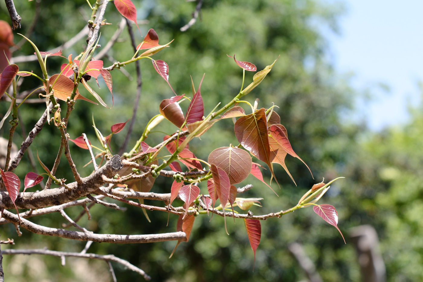 Изображение особи Ficus religiosa.