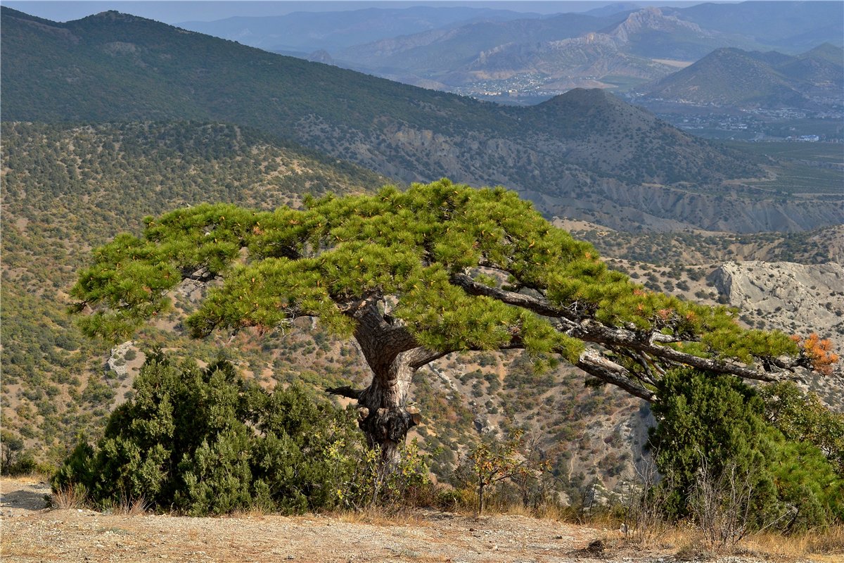 Изображение особи Pinus pallasiana.