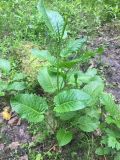 Rumex obtusifolius