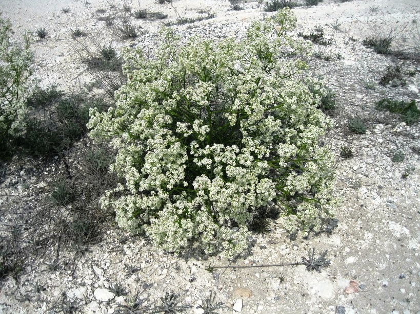 Image of Crambe tataria specimen.