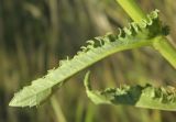 Senecio paucifolius. Часть стебля с листом. Украина, Луганская обл., Меловской р-н, окр. с. Стрельцовка, пойма р. Камышной. 16.08.2017.