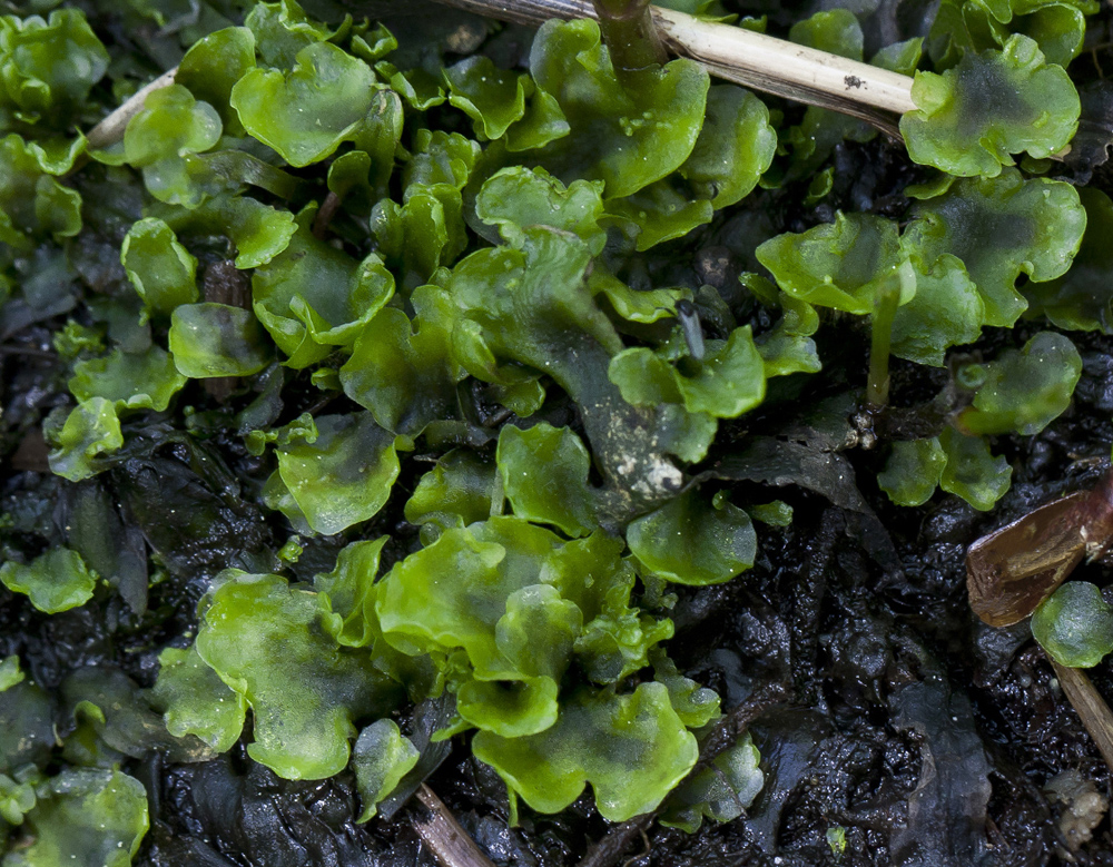 Изображение особи Pellia neesiana.