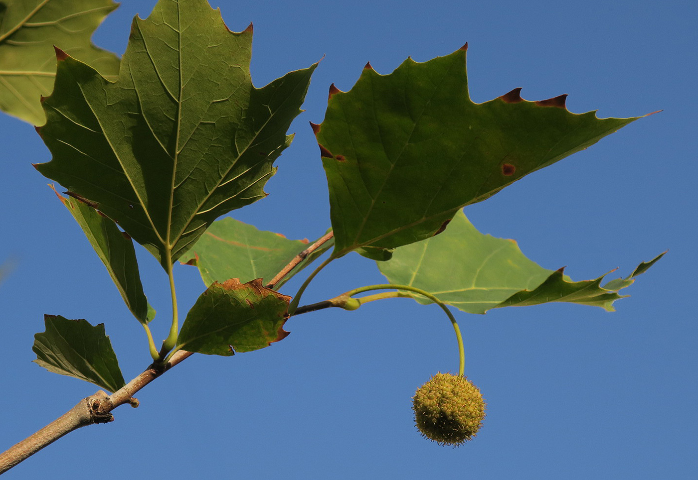 Изображение особи Platanus &times; acerifolia.