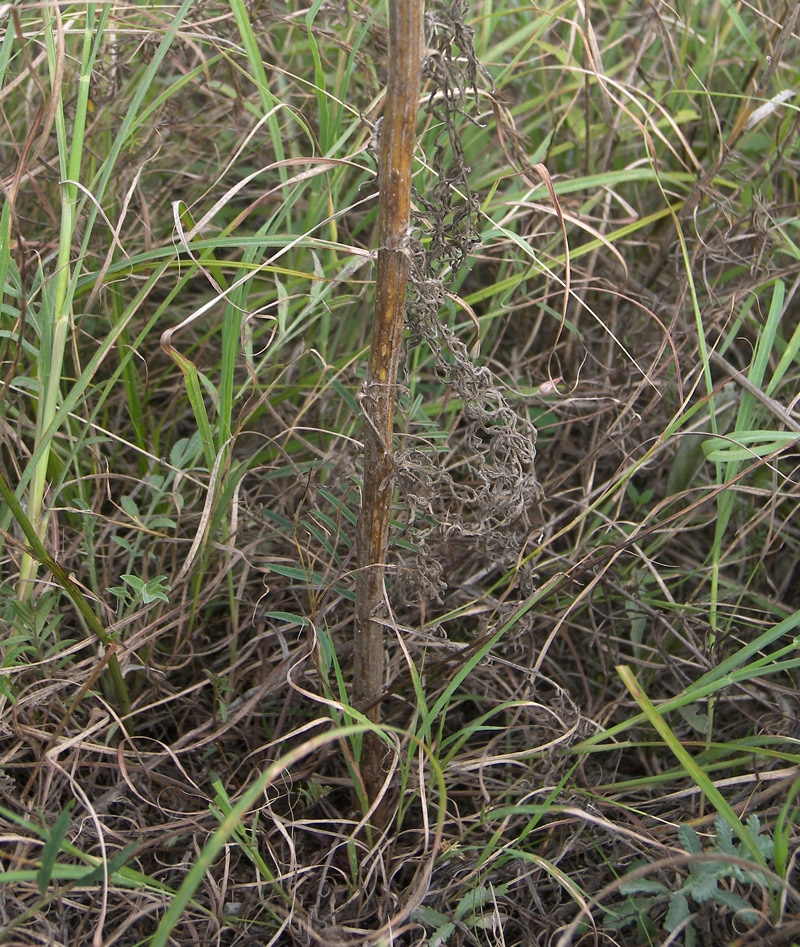 Image of Centaurea pseudosquarrosa specimen.