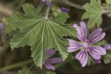 Malva sylvestris. Лист и цветок. Крым, Бахчисарайский р-н, пос. Куйбышево обочина дороги, на опоке. 10.06.2017.