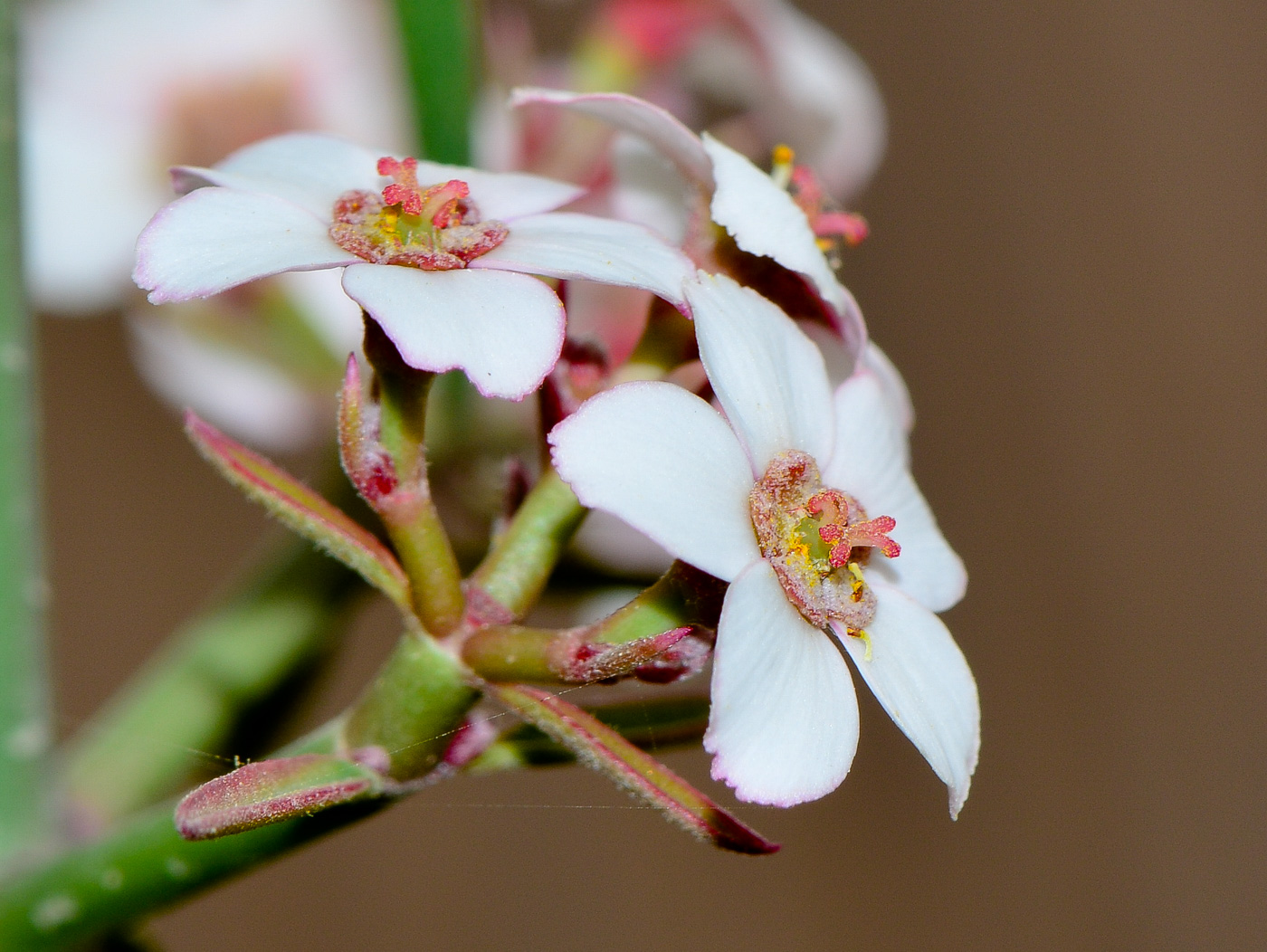 Image of Euphorbia xanti specimen.