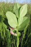 Vicia narbonensis. Верхняя часть растения. Крым, Керченский п-ов, степь в окр. с. Бондаренково. 1 мая 2010 г.