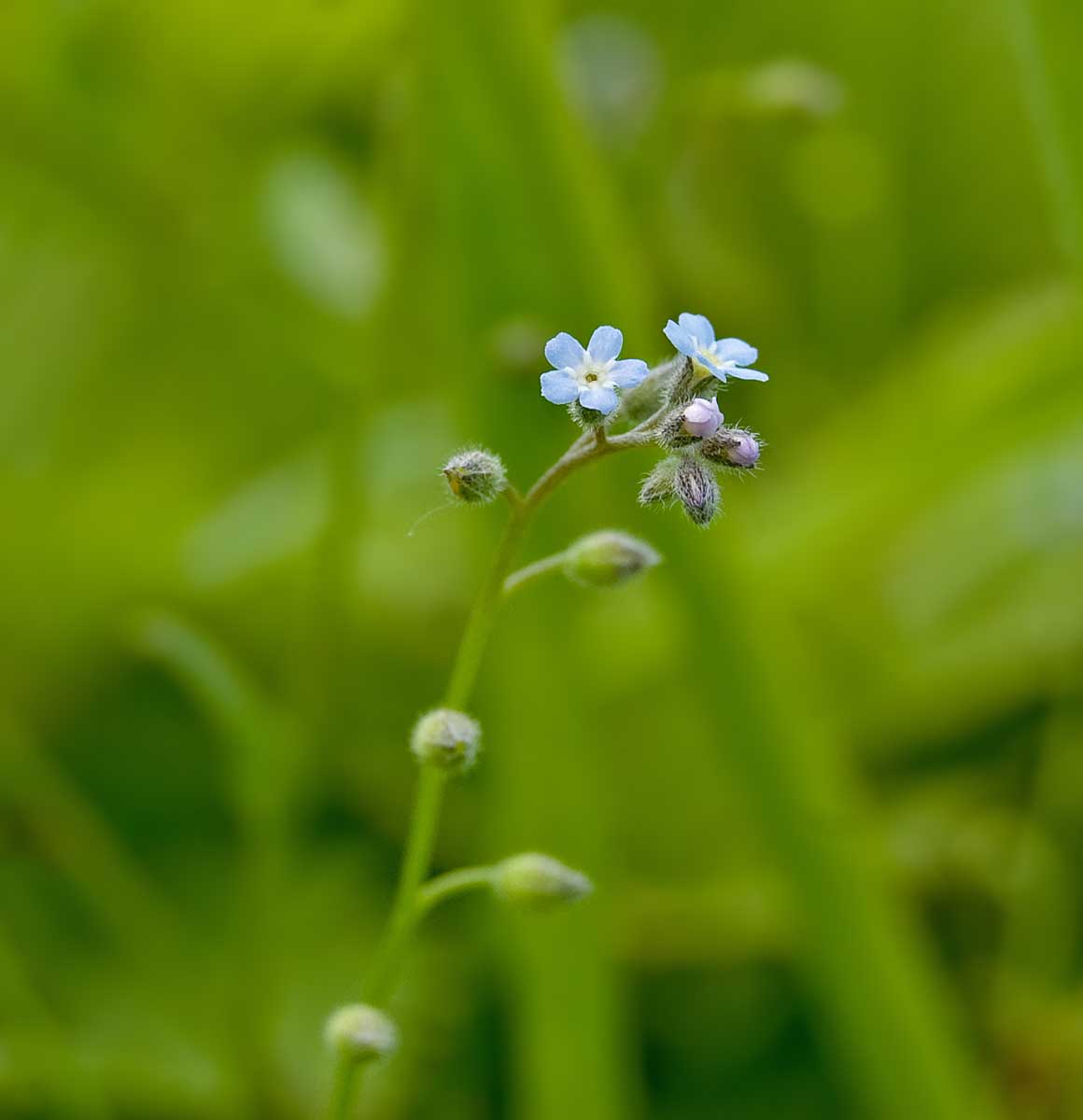 Image of Myosotis arvensis specimen.