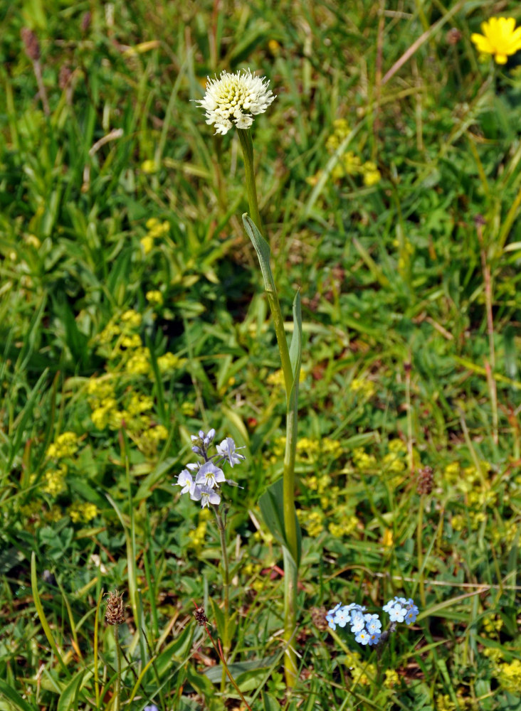 Image of Traunsteinera sphaerica specimen.