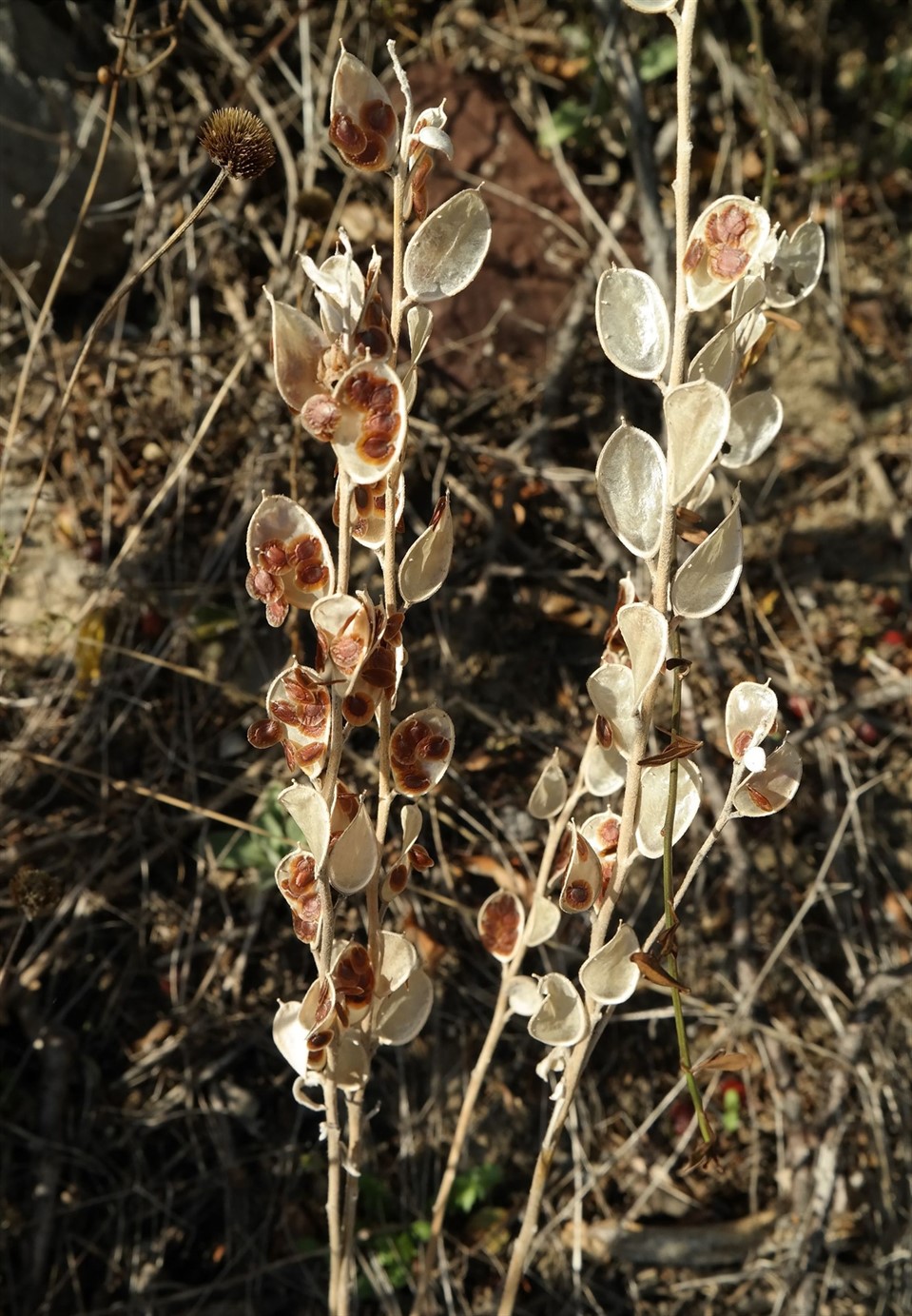 Image of Fibigia clypeata specimen.