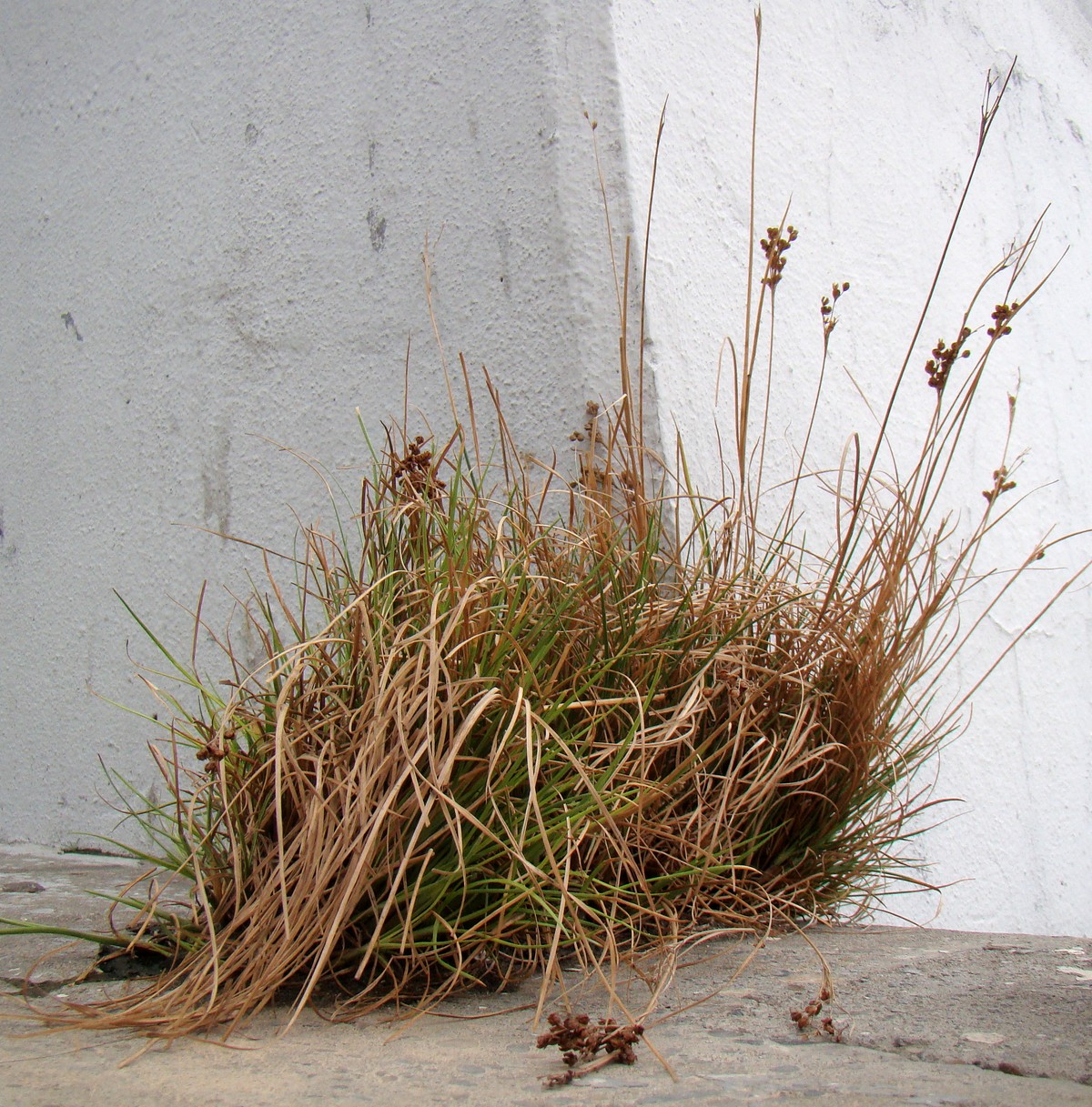 Image of Juncus gerardi specimen.