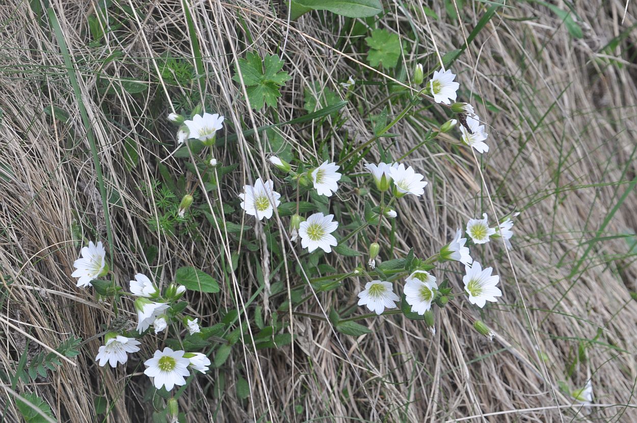 Image of genus Cerastium specimen.