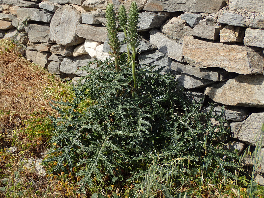 Image of Acanthus spinosus specimen.