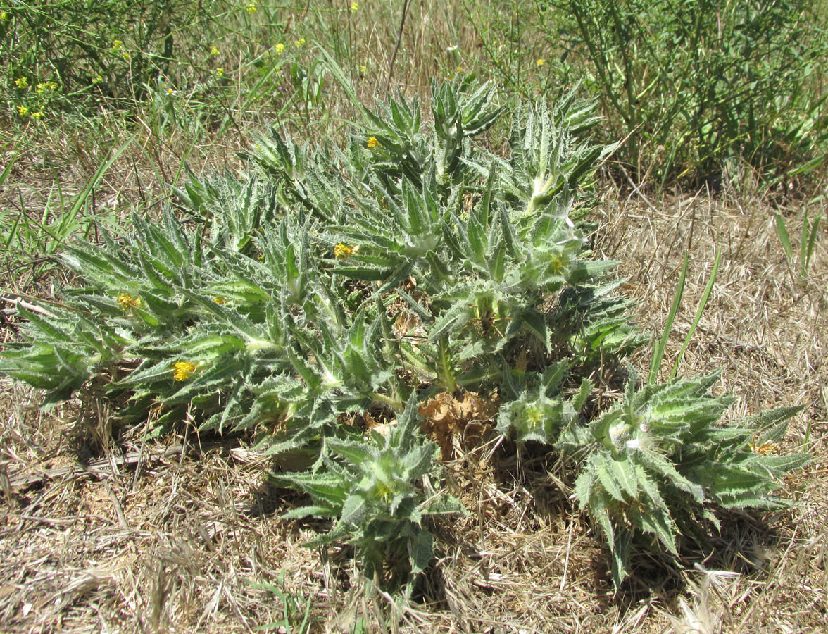 Изображение особи Centaurea benedicta.