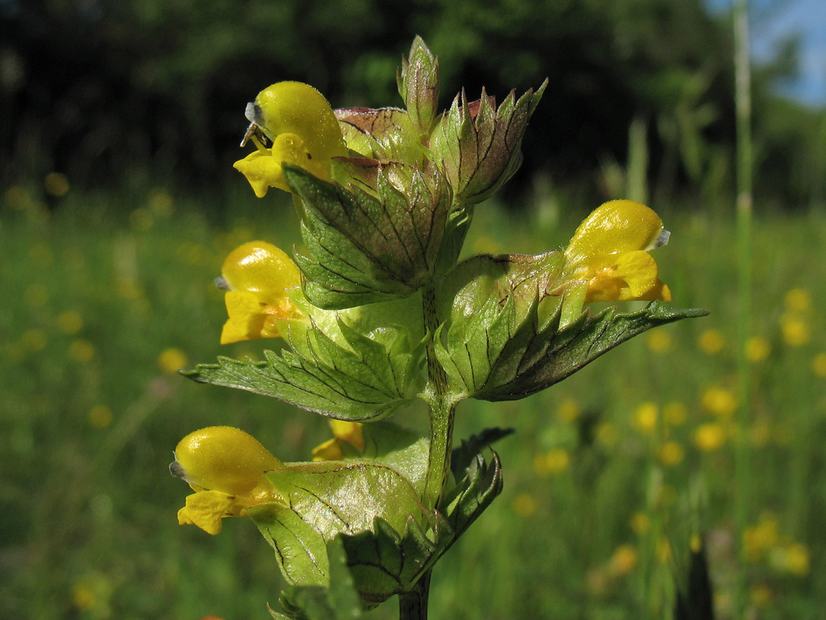 Image of Rhinanthus aestivalis specimen.