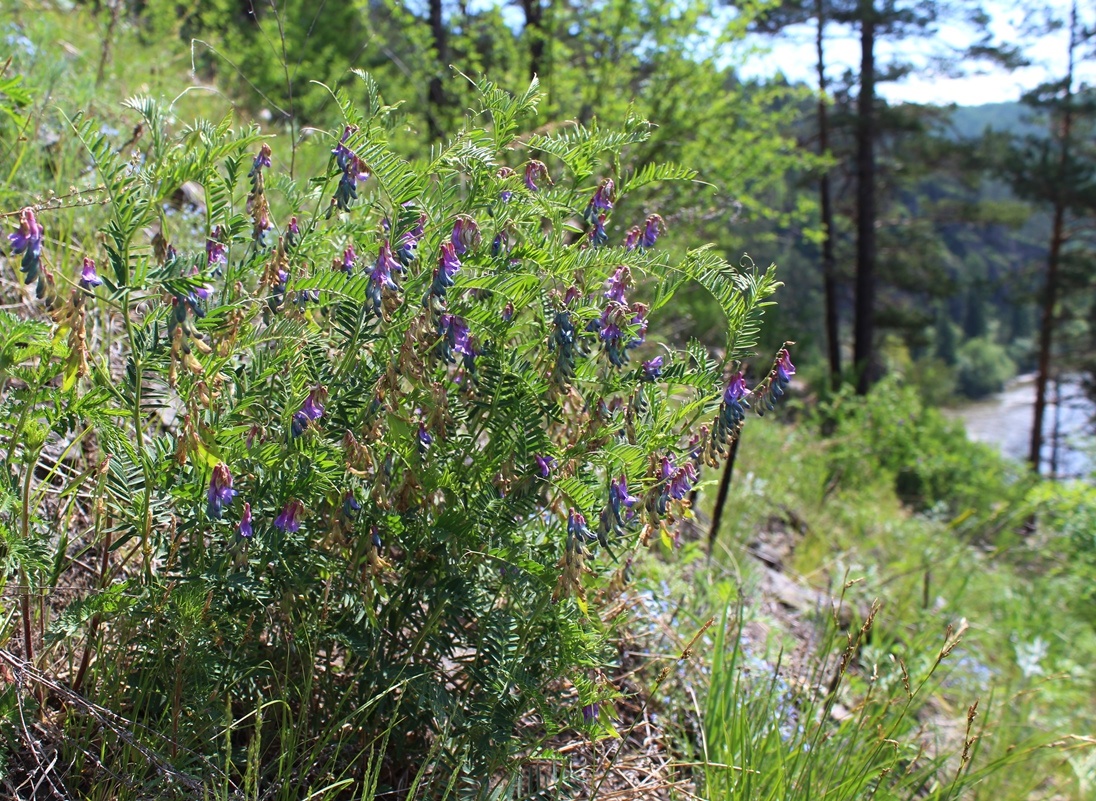 Image of Vicia nervata specimen.