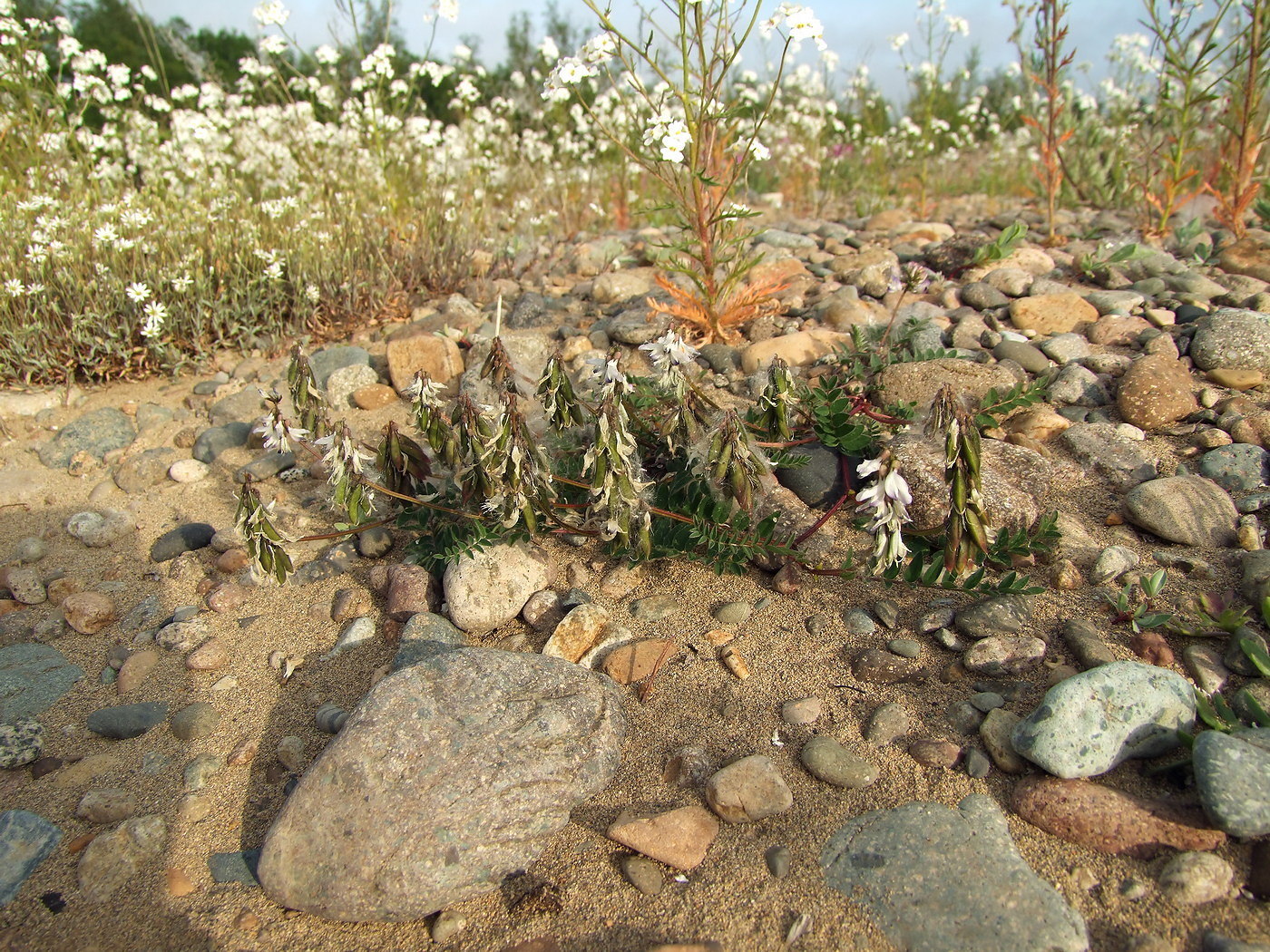 Image of Astragalus alpinus specimen.